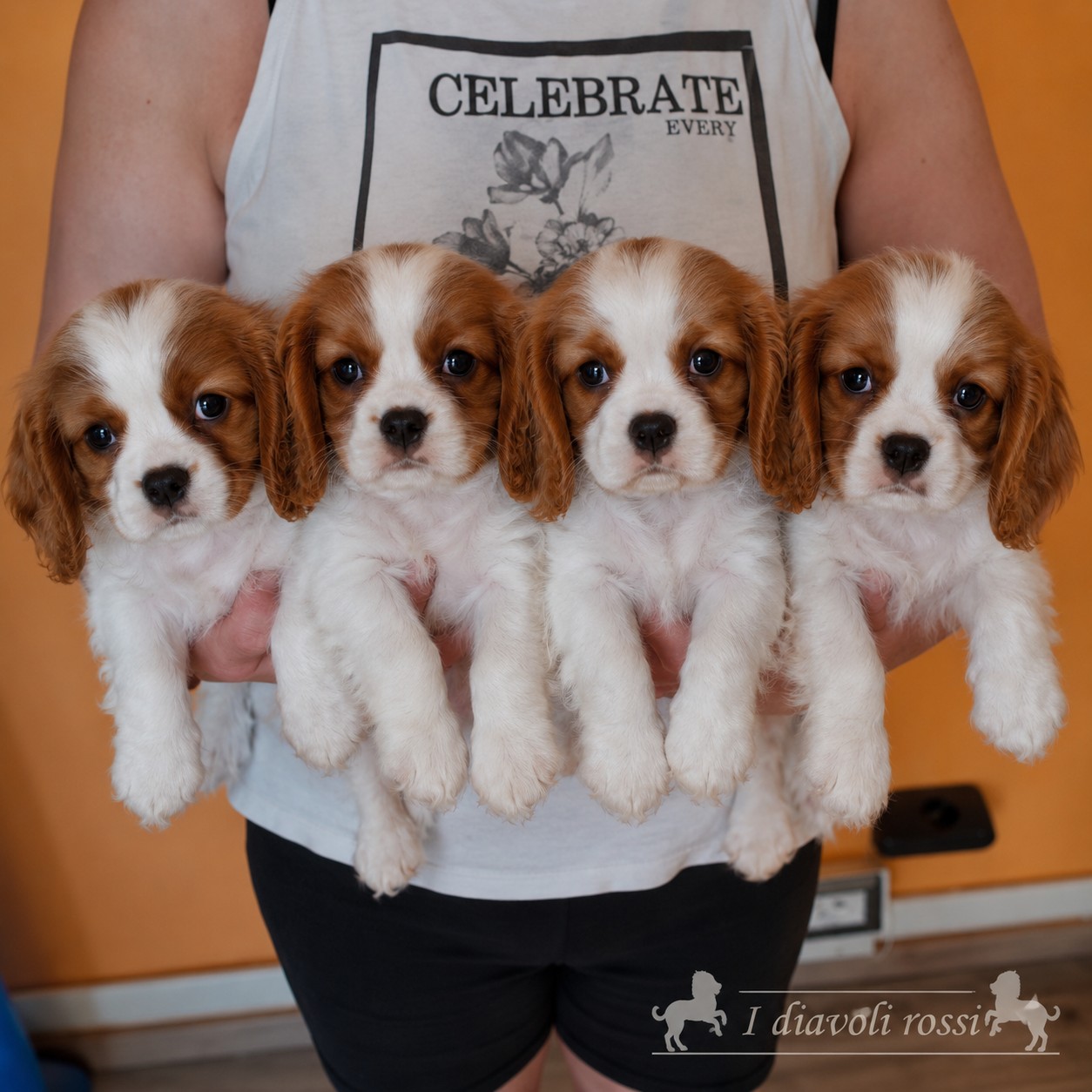 Cucciolata di golden retriever